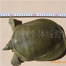 湖南汉寿五年优质甲鱼