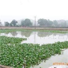 外塘养殖天然甲鱼暂养池