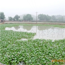 湖南洞庭天然养殖基地一角