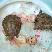 大量优价出售一年生中华幼鳖