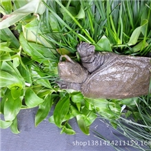 供野生高端生态有机&lsquo;&rsquo;&lsquo;&rsquo;珍山溪&lsquo;&rsquo;&lsquo;&rsquo;牌3年---5年以上甲鱼