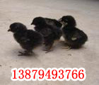 供应纯种五黑--绿壳蛋鸡苗
