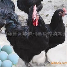 供应纯种五黑--绿鸡苗
