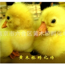 【江苏省鹅业协会】批发供应【皖西白鹅】【鹅苗】月销10万