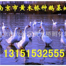 【江苏省种鹅产业协会】供应【三朵花鹅】幼鹅2013夏季预定中