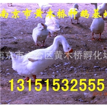 【江苏省种鹅产业协会】供应【四川白鹅】仔鹅欢迎实地考察