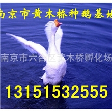 【江苏省种鹅产业协会】供应【隆昌白鹅】鹅仔欢迎来电洽谈