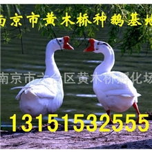 【江苏省种鹅产业协会】供应【商品白鹅】鹅雏鹅群生长速度快