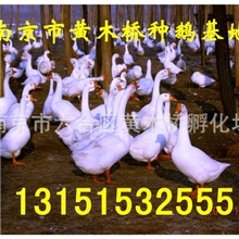 【江苏省种鹅产业协会】供应【四季鹅】苗鹅种鹅全面防疫