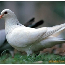 供应鸽蛋鸽子蛋批发