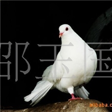 常年供应广场用白羽王鸽