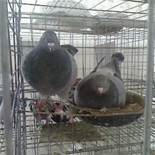 供应肉鸽种鸽