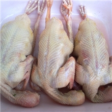 供应冻鸽子