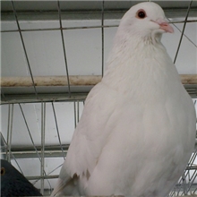产年收购老鸽子