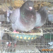 常年提供观赏鸽，放飞鸽