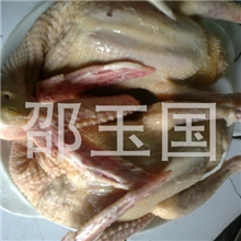 常年供应保鲜鸽