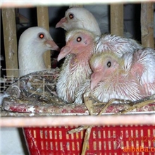 供应妙龄乳鸽