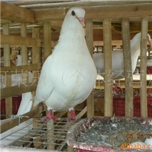供应种公鸽