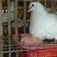 供应种母鸽