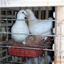 供应公鸽