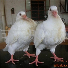 供应肉鸽