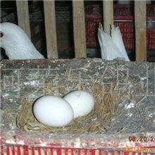 供应鸽子种蛋