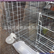 生产鸽笼厂家直销优质镀锌加密鸽子笼鸽笼配件