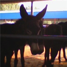 山东肉驴养殖基地供应德州肉驴，关中驴，改良肉驴，品种齐全