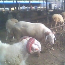 恒美牧业常年促销优质肉羊小尾寒羊-种羊-羊羔的养殖技术