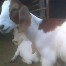 山东畜牧师新培育的优良品种肉羊波尔山羊，肉羊品种欢迎选种