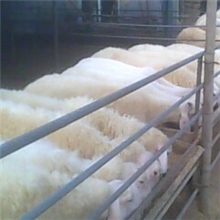 向全国养殖户推荐良种肉羊小尾寒羊，保证品种质量，免