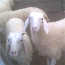 2013年山东畜牧师又培育出一代优良品种肉羊小尾寒羊，欢迎选购