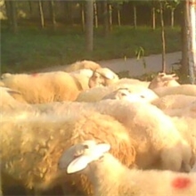 供应肉羊小尾寒羊，小尾寒羊母羊羔，小尾寒羊公羊羔，量大从优