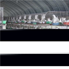 优质肉鸽鸽子批发