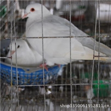 供应优良品种肉鸽