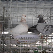 供应优质白羽王种鸽
