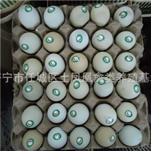 散装绿壳乌鸡蛋土凤凰济宁