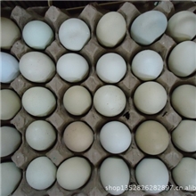 济宁土凤凰自产自销散装绿壳乌鸡蛋