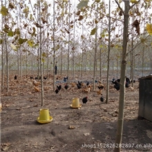 散养土鸡蛋乌鸡蛋济宁土凤凰养殖基地