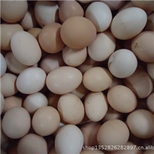 绿壳乌鸡蛋笨鸡蛋散养