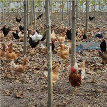 淘汰老母鸡散养基地