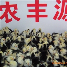 供应优质，贵妃鸡苗(成活率高）