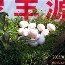 供应优质贵妃鸡蛋.种蛋