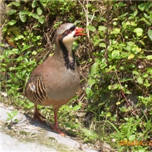 供应优质鹧鸪.鹧鸪苗.美国红脚鹧鸪