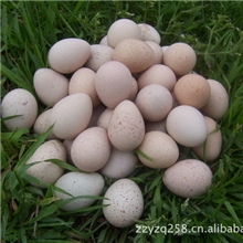 供应优质鹧鸪蛋鹧鸪种蛋（新鲜）