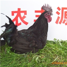 供应优质，五黑绿壳蛋鸡.五黑绿壳蛋鸡苗.绿壳蛋