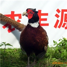 供应优质山鸡.美国七彩山鸡