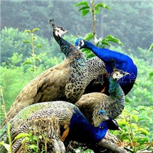 供应禽类产品，禽类养殖