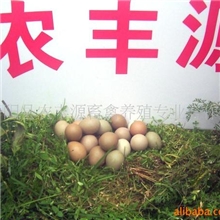 供应山鸡商品蛋.种蛋