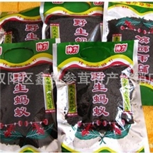 批发东北特产野生蚂蚁袋装野生蚂蚁